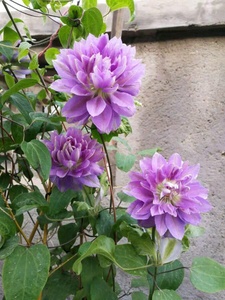 新品新品铁线莲重瓣丹妮m耐d热丰花阳台盆栽庭院攀爬藤绿植物花卉