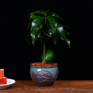 招财四宝】多肉植物反辐射吸财树摇钱树元宝钱串室内盆栽绿植0人付款