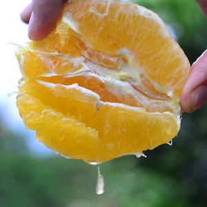 赣江果水鲜宗脐妇包邮应橙手橙新脐南正季剥甜西橙孕j橙子