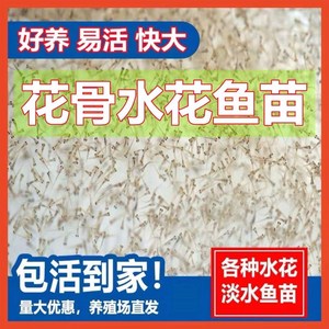 【马驹子鱼】马驹子鱼品牌,价格 - 阿里巴巴