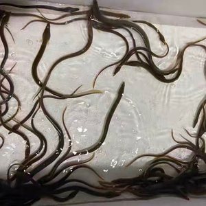 淡水鳗鱼苗鱼塘