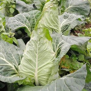 牛心包菜种子牛心莲花白手撕尖尖卷心菜鸡心白菜甘蓝春秋庭院蔬菜