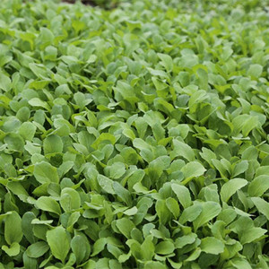 四季蔬菜种孑大全上海青小白菜阳台水培盆栽青菜苗般林茜旗舰店10