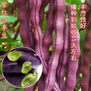 高产早熟爬藤紫红四季豆种子芸豆豆角种籽春秋季架豆农家蔬菜种孑