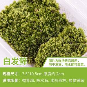 上水石花草吸水石盆景植物树微景观假山上种的造景草籽珍珠草种子