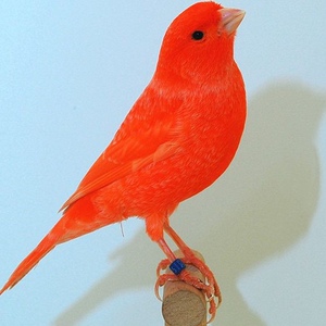 玉鸟活体观赏鸟