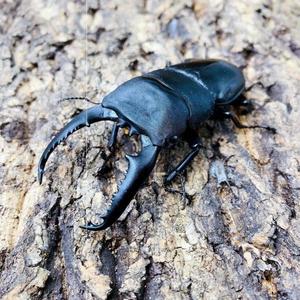 000人付款淘宝巴拉望巨扁锹形虫成虫幼虫锹甲成虫幼虫巴拉望巨扁锹形