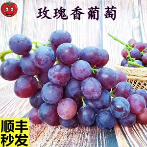 天津茶淀玫瑰香葡萄包邮