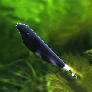 22热带鱼观赏鱼h小型活体魔鬼刀鱼黑魔鬼淡水宠物好养可混养黑羽