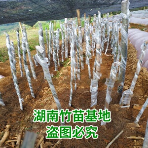 22大型巨龙竹竹苗食用竹笋毛竹苗竹子苗巨i龙竹鞭楠竹苗根地栽竹