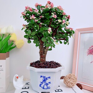 金玉满堂老桩金枝玉叶棒棒糖造型室内点缀花卉绿植盆栽