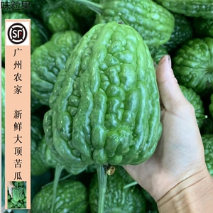 顺丰凉瓜广东蔬菜大顶苦瓜新鲜广州农家自种雷公凿肉厚甘凉下火