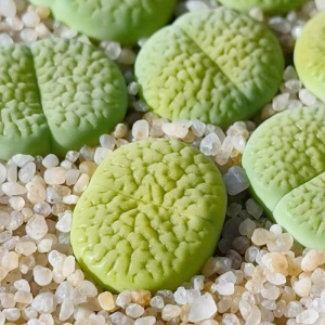 绿富贵生石花脑纹pp客厅番杏科石头花稀有阳台多肉植物盆栽石生花