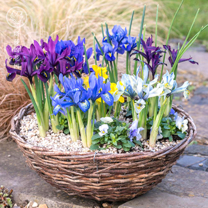 德国鸢尾球根花卉种球阳台庭院盆栽地栽多年生植物当年开花冬季