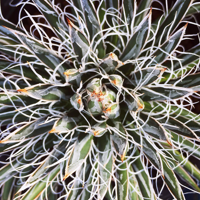 minipot园艺树冰龙舌兰小型龙舌兰科庭院沙生多肉植物组合盆栽