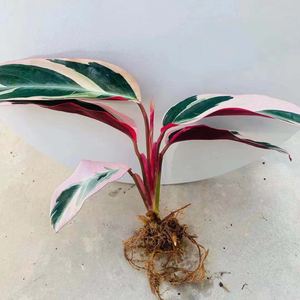 万年红火凤凰凤凰芋水培盆栽凤凰竹芋七彩竹芋孔雀竹芋好养