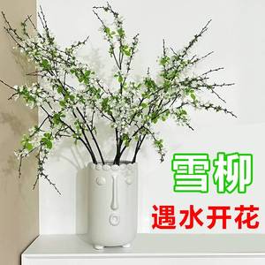 雪柳干枝水养枝条花卉绿植室内遇水开花水培植物龙柳鲜枝真花干支