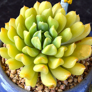 爱尔兰薄荷贵货精品多肉植物稀有品r种肉肉花卉盆栽x开花室内好