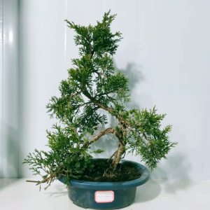 济州真柏微型小品盆景素材树苗客厅绿植摆件耐寒耐冻好养一物一拍