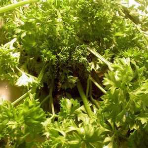 欧芹种子 摩西香芹籽 西餐调味伞形花科西芹p状观赏美味奇特包运