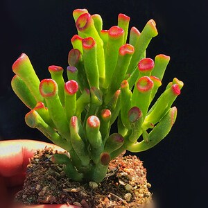 吸财树元宝子宝筒月花叶r摇钱树风顺多肉植物防辐射萌肉肉组合盆