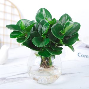 水培植物豆瓣绿盆栽四季常青室内桌面绿植碧玉好养净化空气吸甲醛