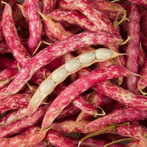 溪味道辽宁黄金勾油豆角5斤东北红花油豆新鲜蔬菜八月忙鼓豆角