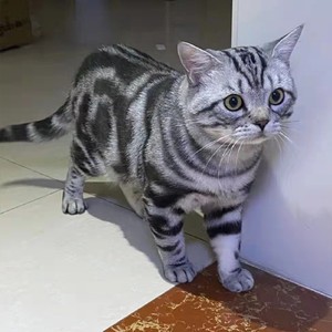 美国银虎斑猫纯种