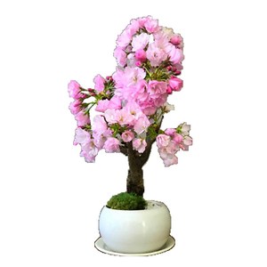 高档日本樱花树苗盆栽矮化微型盆景花卉绿植物室内好养的四季开花