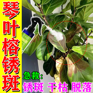 琴叶榕锈斑病药大叶琴叶榕肥料防枯黄叶烂叶花卉专用有机营养液