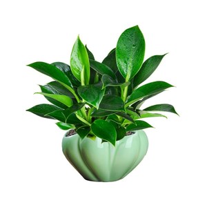 高适盆景办公的上l新家店里端合客厅摆放桌绿植小盆栽植物阳台好