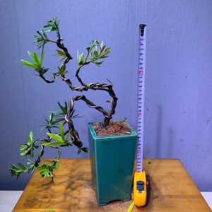 原生红芽紫真趣罗汉松虎皮榕文人悬崖式盆景植物