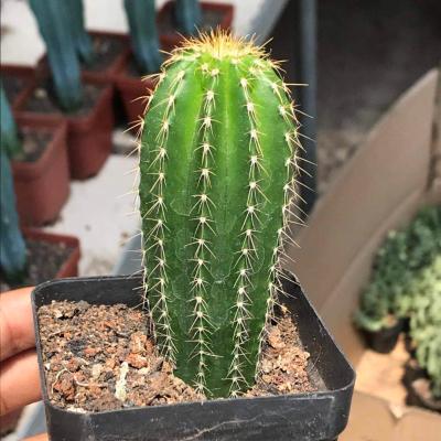 植物秋衣柱仙人柱室内外盆栽花卉绿植i春青衣柱景观柱子分0人付款31