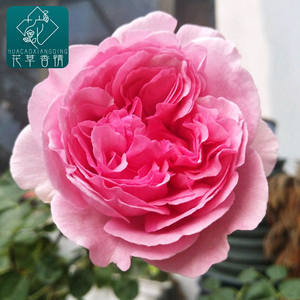 伊芙索菲亚月季