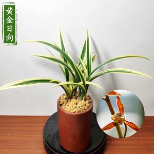 墨兰黄金日向浓香中透艺矮种室内观花植物春节前后开花兰花苗
