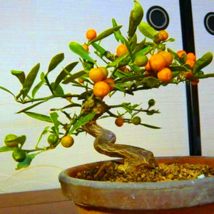 小金豆微型盆景素材苗q小盆栽生桩老桩熟桩野桔小树苗金桔观果植