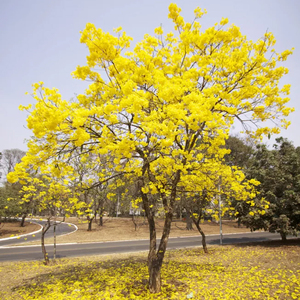 黄花风铃木树苗名贵