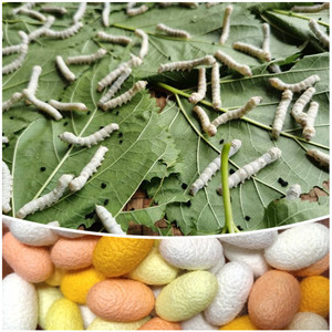 天然彩茧蚕宝宝