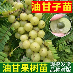 【油柑树苗种植】油柑树苗种植品牌,价格 - 阿里巴巴