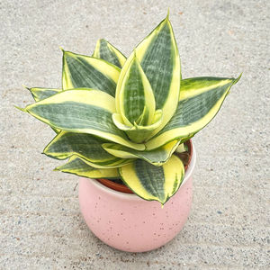 【推荐】哈尼荷花兰虎皮兰室内花卉绿植盆栽好养防辐射吸甲醛花