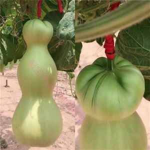 巨型特大超大莲花m头葫芦苗种苗种子籽保纯小八宝鹤首亚腰三挺庭