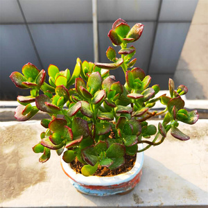 22黄金花月玉树新花月锦三色花月y锦吸财树多肉植物花月系列防辐