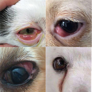 狗眼睛息肉