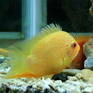 中大型淡水活体鱼热带观赏鱼x宠物活体地图鱼金菠萝鱼喷点菠萝鱼