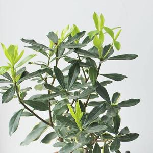 [夏洛特花园 金边瑞香七里香浓香可开花室内盆栽植物花卉喜阳绿植