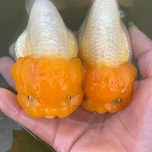 猫狮金鱼虎头娃娃脸菠萝猫狮精品红顶虎红猫狮冷水活体观赏鱼耐活