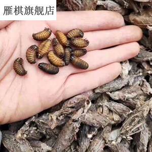 野生皮虫活虫小黄虫中皮虫画眉鸟食虫大炮虫长膘提性鸟虫鸟食包邮