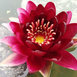 耐寒黑公主大睡莲带花苞紫红色水培植物水养四季睡莲根块根茎庭院