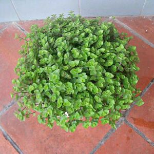 台湾小叶金线莲 金线兰金丝草金草香草绿植去火5育苗袋