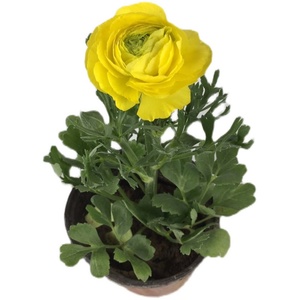 重瓣花毛茛花苗芹叶牡丹盆栽观花植物f带花苞发货四季洋牡丹年宵